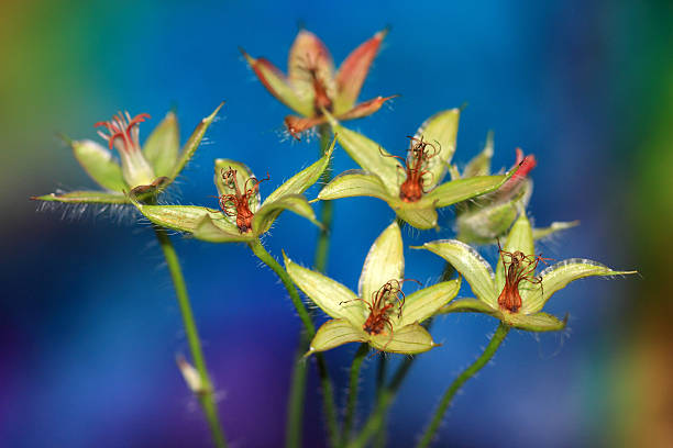 close-up de flores de gerânio pratense é exagerado - geranium pratense imagens e fotografias de stock