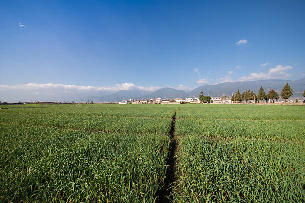 campo de arroz em manhã. - corn crop corn spring field - fotografias e filmes do acervo