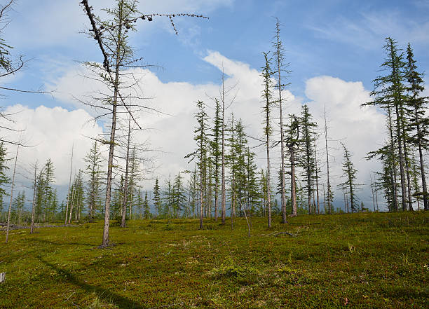 лес-tundra на таймыр полуострове. - straggling стоковые фото и изображения