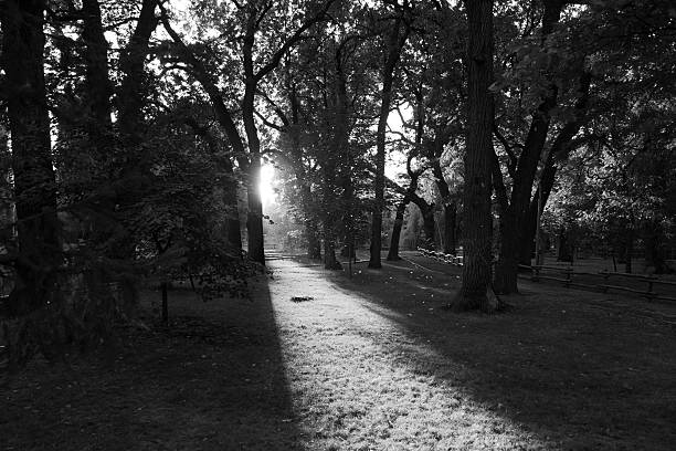 istock Trees in the summer park, black and white 511378008