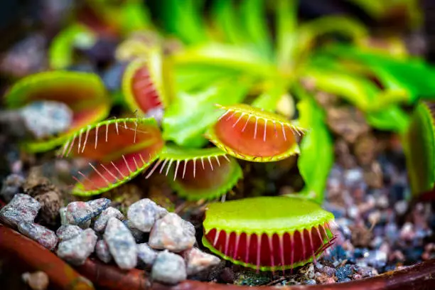 Venus flytrap, Meat eating plant.