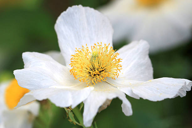 kuvapankkikuvat ja rojaltivapaat kuvat aiheesta limnanthes douglasii kukkia - meadowfoam
