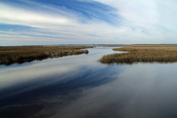 istock St. Marks National Wildlife Refuge 511378926