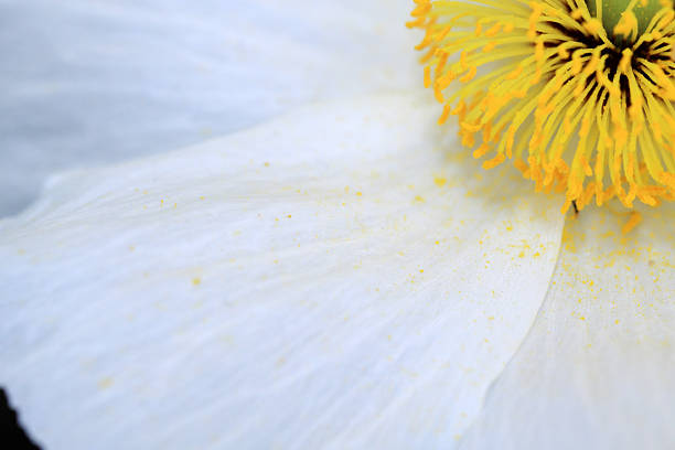 kuvapankkikuvat ja rojaltivapaat kuvat aiheesta limnanthes douglasii kukkia - meadowfoam