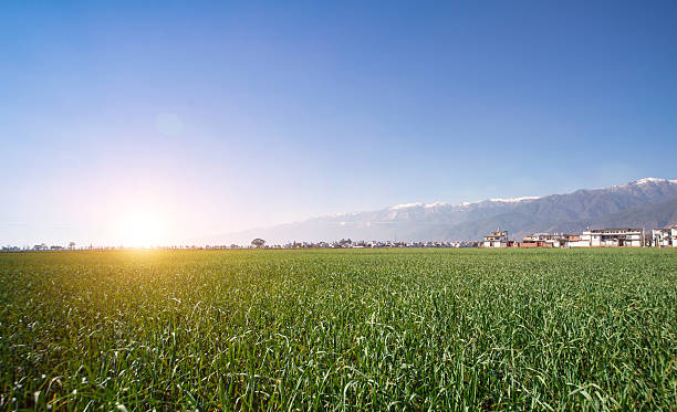 рисовое поле утром. - corn crop corn spring field стоковые фото и изображения