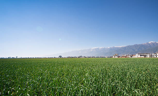 рисовое поле утром. - corn crop corn spring field стоковые фото и изображения