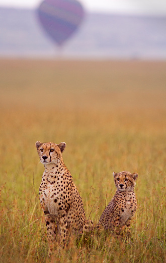 Cheetah and cub with hot air balloon backdrop - Masai Mara, Kenya