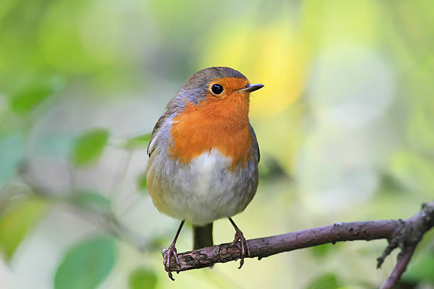 robin vermelho pássaro - photography tree perching animals in the wild - fotografias e filmes do acervo