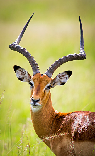 Impala portrait - Masai Mara, Kenya