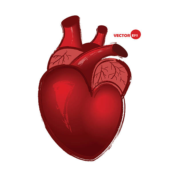 realistyczne czerwone serca, biologia i anatomii humor scetch. - heart shape human vein love human artery stock illustrations