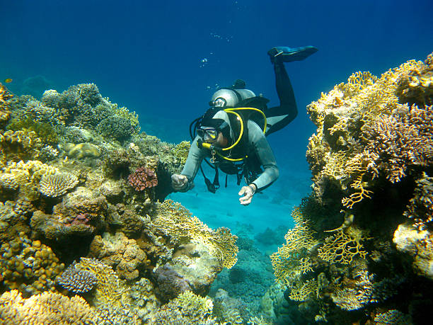 istock colorful coral reef and diver in tropical sea, underwater 511381186