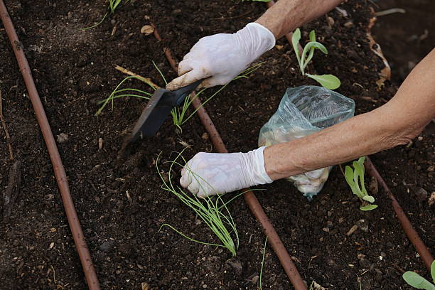 istock Planting in a Vegetables Garden 511381190