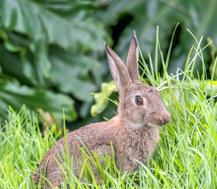 Rabbit hiding in grass