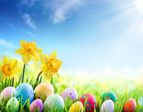 Daffodils And Decorated Eggs On Sunny Meadow - Easter Holiday Background