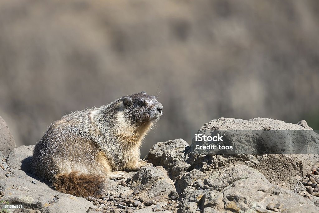 Closeup Yellowbellied Marmot Aka Rock Chuck Stock Photo - Download Image Now - iStock Closeup Yellowbellied Marmot Aka Rock Chuck Stock Photo - Download Image Now - iStock