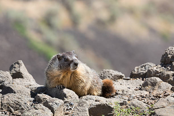 istock Close-up: Wild yellow-bellied Marmot 511386853