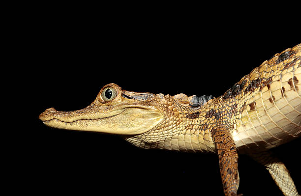 istock Young spectacled caiman, French Guiana 511387239