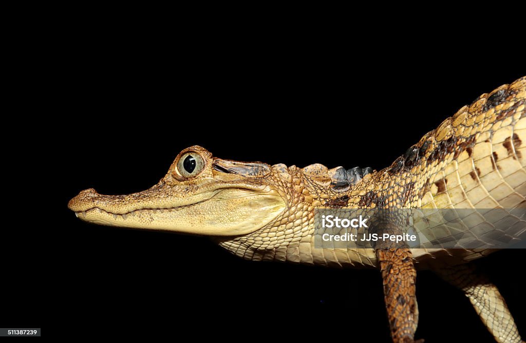 Young spectacled caiman, French Guiana Young spectacled caiman in Kaw-Roura National Nature Reserve, French Guiana, overseas department of France. Alligator Stock Photo