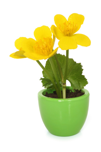 Caltha palustris in pot on white background
