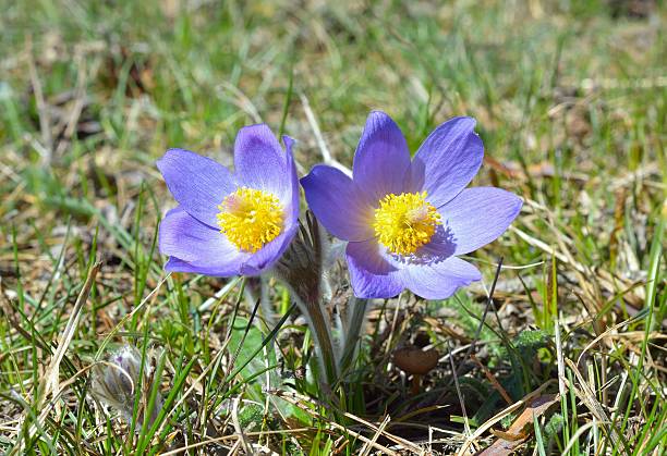 montanha pulsatila (pulsatilla montana) - montana mountain meadow flower - fotografias e filmes do acervo