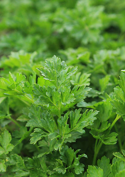 istock green leaves of parsley 511388344