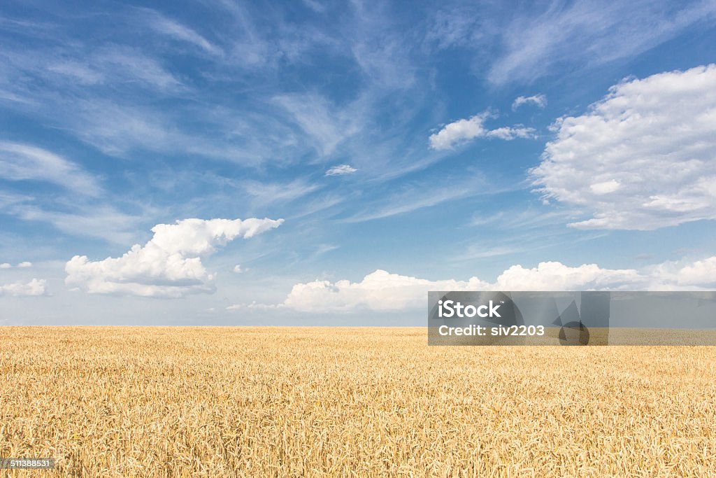 Wheat fields in Ukraine Wheat fields in Ukraine, summer, Cherkasy region, 2014 Agricultural Field Stock Photo