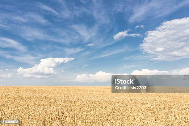 Wheat Fields In Ukraine Stock Photo - Download Image Now - Agricultural Field, Agriculture, Blue