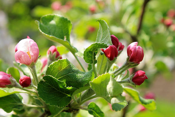 istock flower buds of apple 511388658