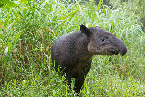 Wild Baird's Tapir in Rain Wild Baird's Tapir photographed in Cloud Forest of Costa Rica tapir stock pictures, royalty-free photos & images