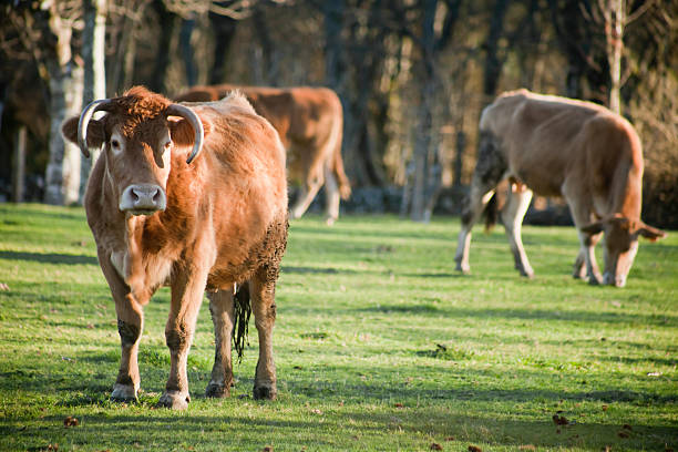 istock Cows grazing on green meadow in the sunlight. 511388960