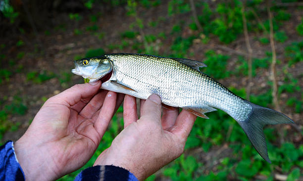 istock Asp (Aspius aspius) Fish in hand fisherman closeup 511389008
