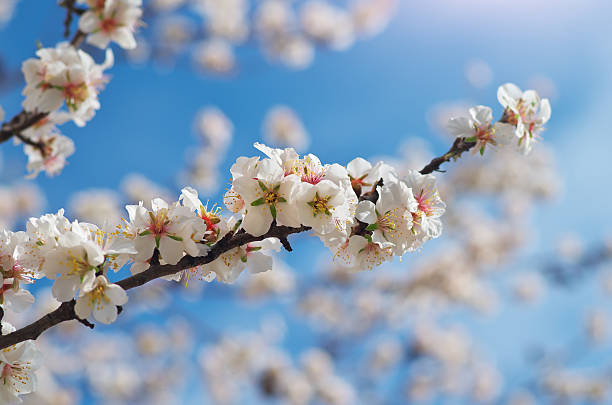 istock Branch of spring almond 511389060