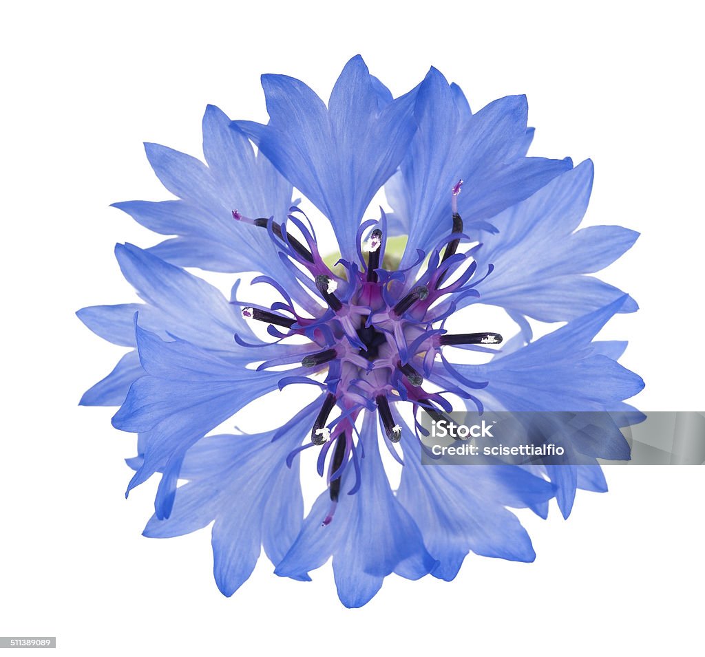 cornflower Blue cornflower isolated on white background Beauty In Nature Stock Photo