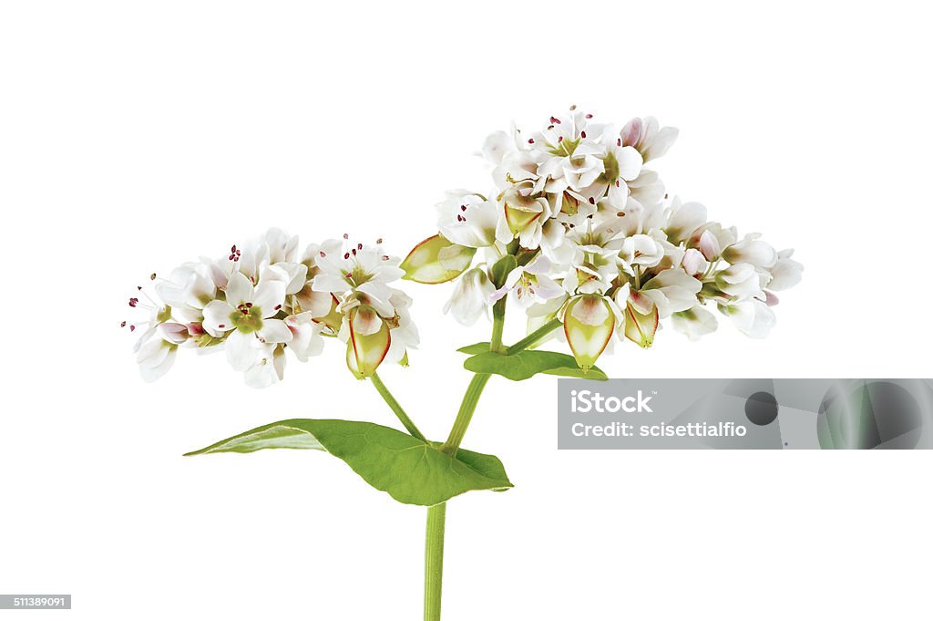 Flores de trigo sarraceno - Foto de stock de Fagópiro royalty-free
