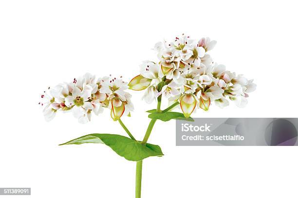 Foto de Flores De Trigo Sarraceno e mais fotos de stock de Fagópiro - Fagópiro, Flor, Agricultura