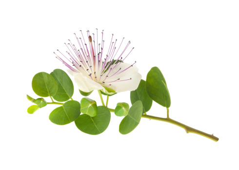 Caper branch with flower and fruits  isolated on white