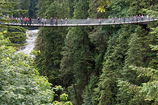 ponte suspensa capilano - vancouver suspension bridge bridge people - fotografias e filmes do acervo