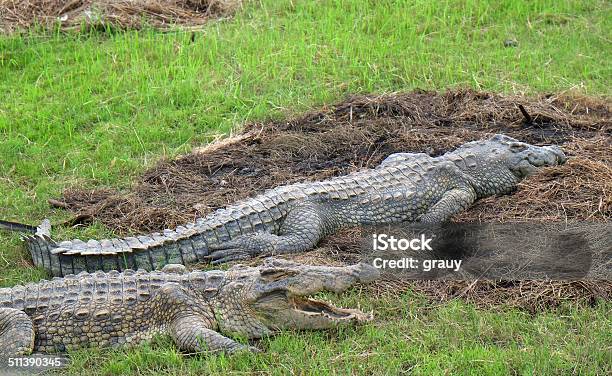 Houphouet Boignys Crocodiles In Yamoussoukro Stock Photo - Download Image Now - Africa, Amphibian, Animal Wildlife