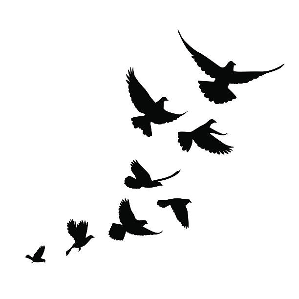 flock of birds (pigeons) go up. Black silhouette on a white background. flock of birds stock illustrations