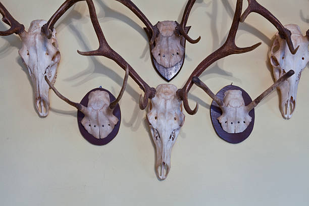 istock The antlers on the wall 511391235