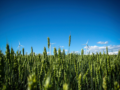 Wind turbines generate power in the middle of a wheat field in Alberta, Canada.