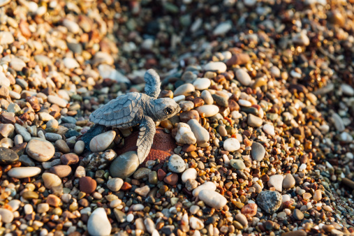 Group of baby turtles making it's way to ocean, Nikon Z7