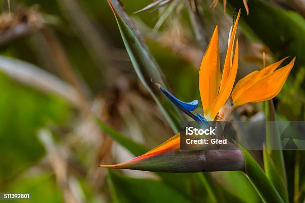 Strelitzia Reginae Stock Photo - Download Image Now - Atlantic Islands, Beauty, Beauty In Nature