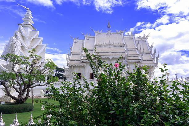 istock Hibiscus Bush in Wat Rong Khun 511393007