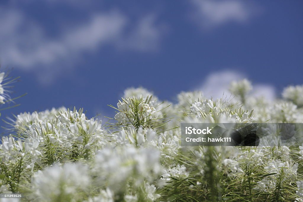 Spider flower and blue sky Pictured spider flowers and blue sky. Blue Stock Photo