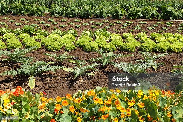 Blumen Und Gemüse Stockfoto und mehr Bilder von Gemeinschaftsgarten - Gemeinschaftsgarten, Niemand, Artischocke