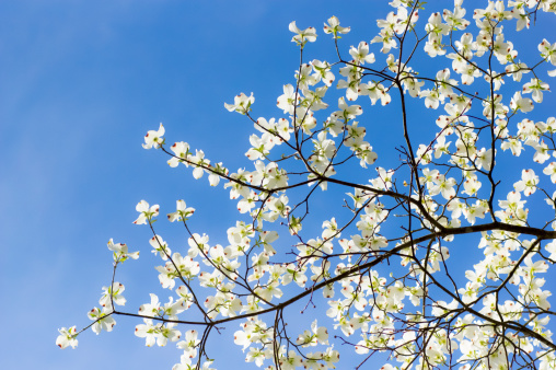 White spring blossoms of the flowering dogwood tree (Cornus florida) and a blue sky.