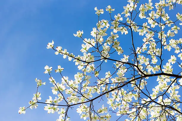 Photo of Blooming Dogwood Branches Against a Spring Sky