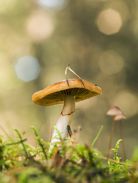 istock Cortinariaceae mushroom, reflections in the background 511435625