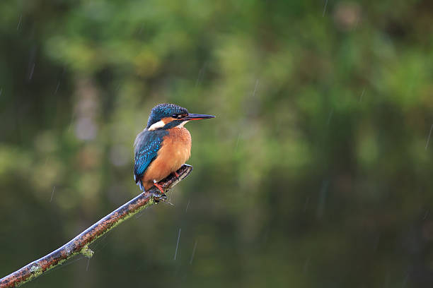 istock Female Kingfisher perched on a branch over a pond 511435661